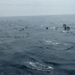 Delfine_07.JPG
