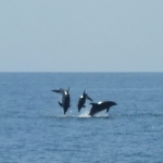 jumping Dolphins.jpg