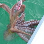 Octopus-fishing_2.JPG