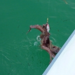Octopus-fishing_3.JPG
