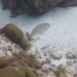 Underwater-TobagoCays_05.JPG