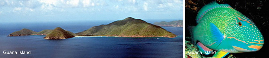 guana_island